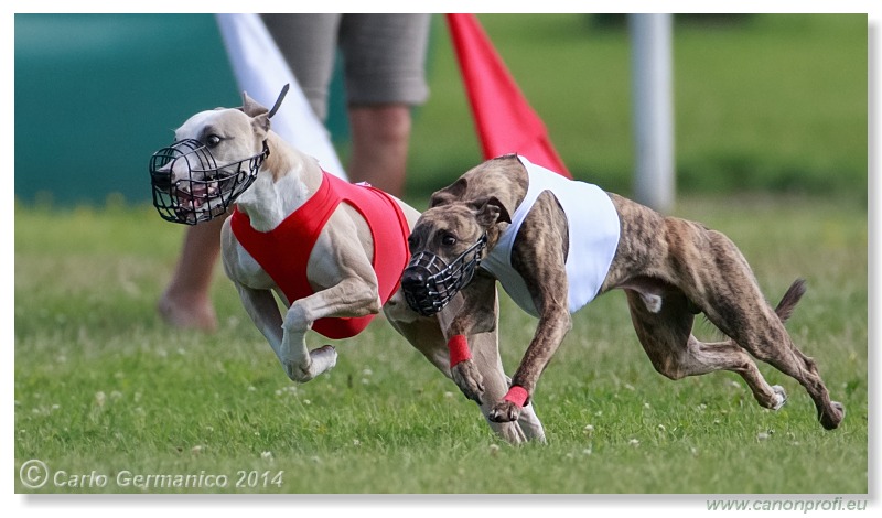 Preteky chrtov - Hounds Racing - Bratislava - 2014