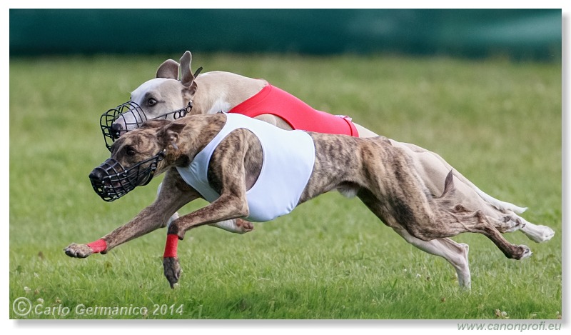 Preteky chrtov - Hounds Racing - Bratislava - 2014