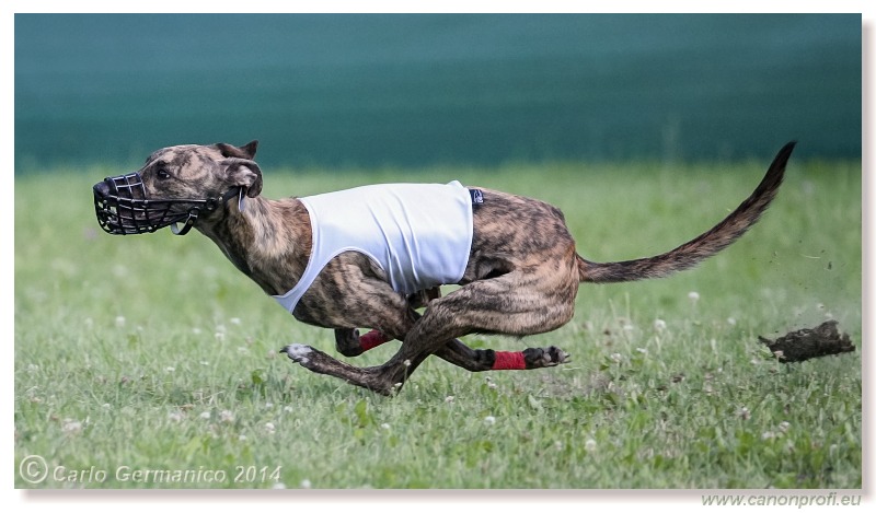 Preteky chrtov - Hounds Racing - Bratislava - 2014