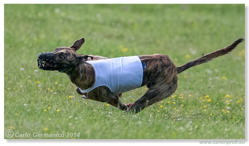 Preteky chrtov - Hounds Racing - Bratislava - 2014