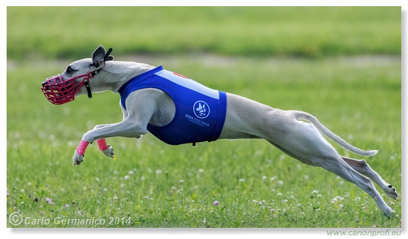 Preteky chrtov - Hounds Racing - Bratislava - 2014