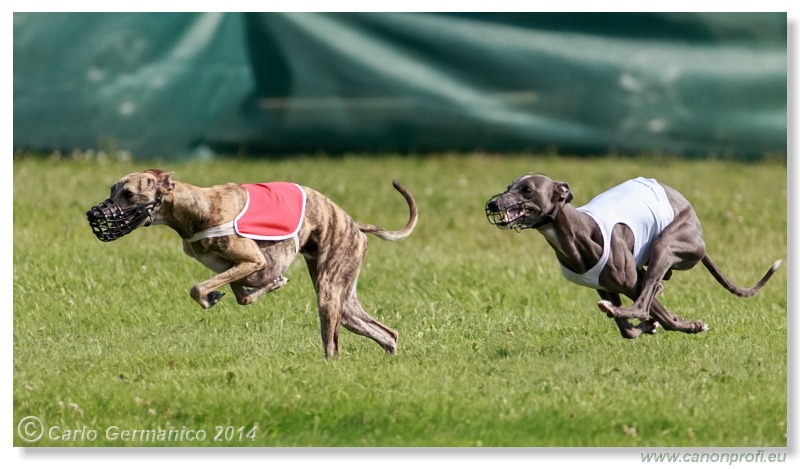 Preteky chrtov - Hounds Racing - Bratislava - 2014