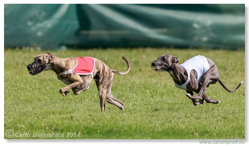 Preteky chrtov - Hounds Racing - Bratislava - 2014