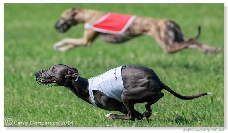 Preteky chrtov - Hounds Racing - Bratislava - 2014