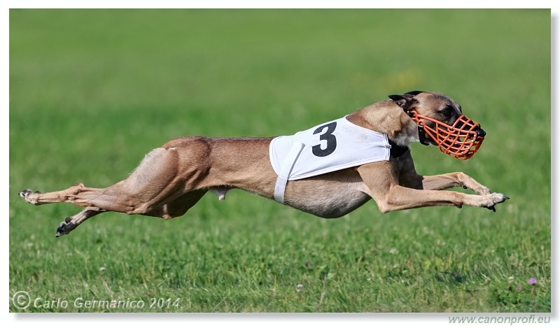 Preteky chrtov - Hounds Racing - Bratislava - 2014