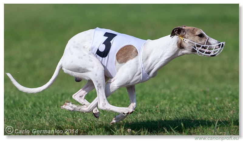 Preteky chrtov - Hounds Racing - Bratislava - 2014