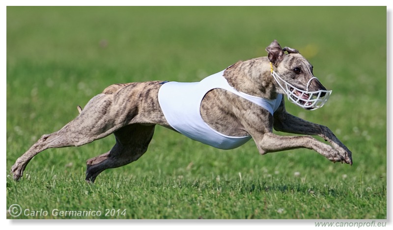 Preteky chrtov - Hounds Racing - Bratislava - 2014