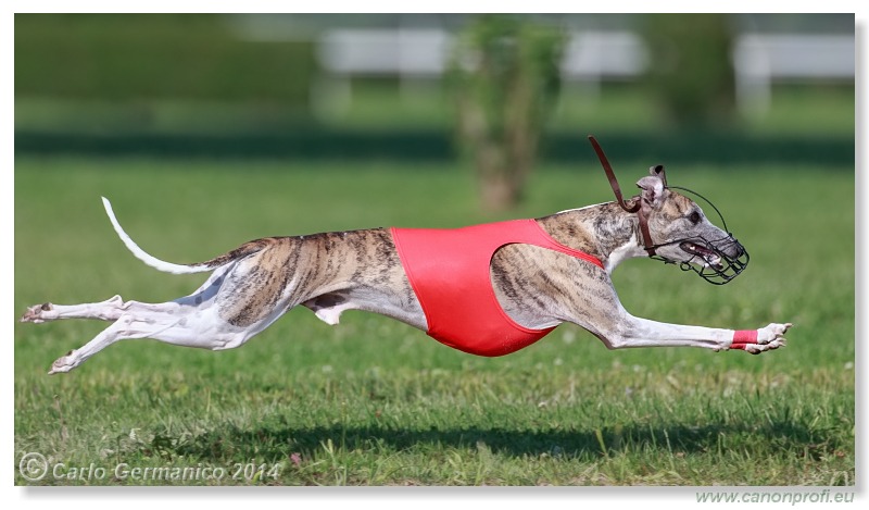 Preteky chrtov - Hounds Racing - Bratislava - 2014