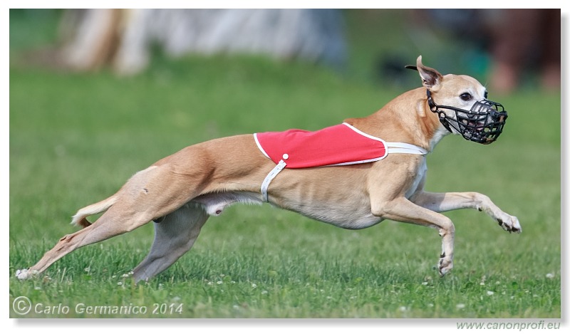 Preteky chrtov - Hounds Racing - Bratislava - 2014