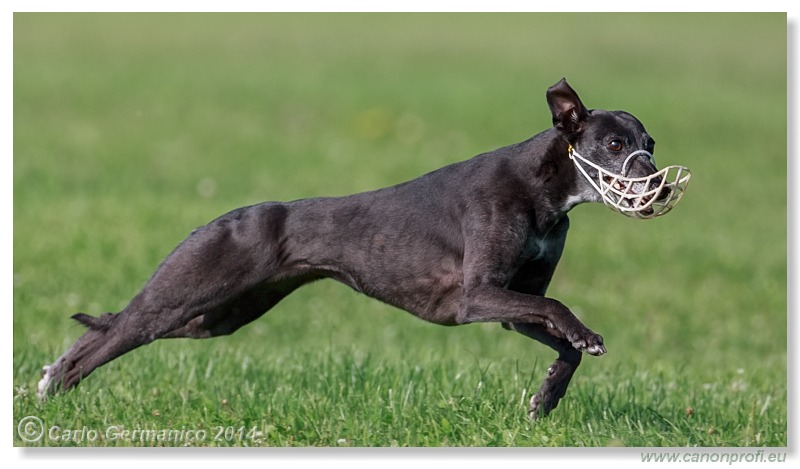 Preteky chrtov - Hounds Racing - Bratislava - 2014