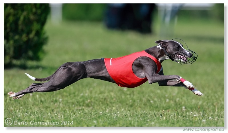 Preteky chrtov - Hounds Racing - Bratislava - 2014