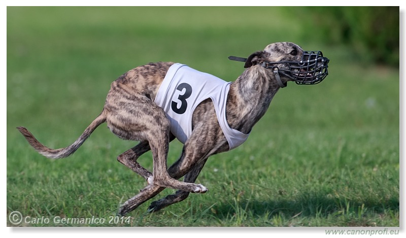 Preteky chrtov - Hounds Racing - Bratislava - 2014