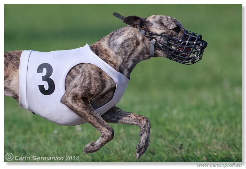 Preteky chrtov - Hounds Racing - Bratislava - 2014