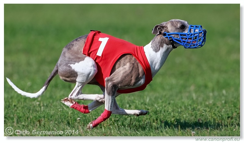 Preteky chrtov - Hounds Racing - Bratislava - 2014