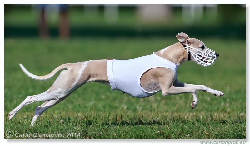 Preteky chrtov - Hounds Racing - Bratislava - 2014