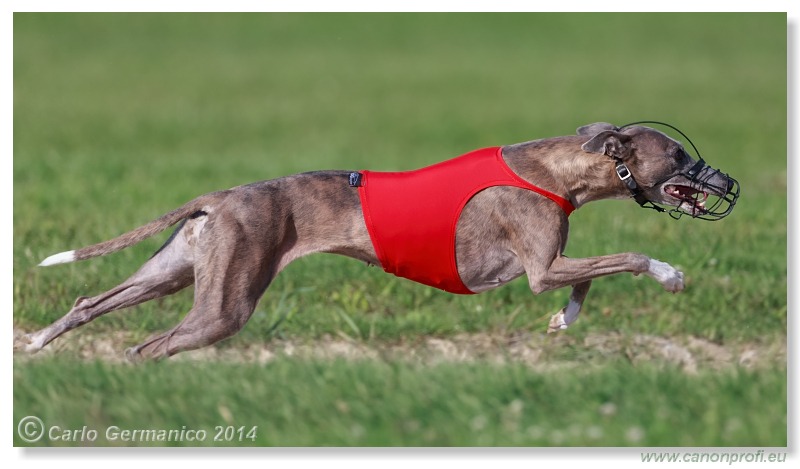 Preteky chrtov - Hounds Racing - Bratislava - 2014