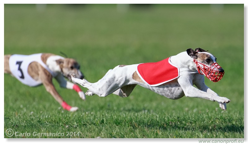 Preteky chrtov - Hounds Racing - Bratislava - 2014