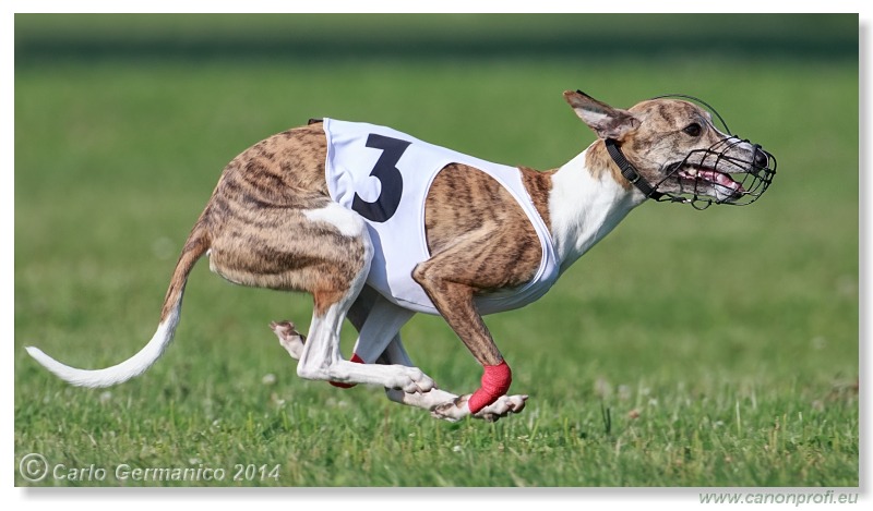 Preteky chrtov - Hounds Racing - Bratislava - 2014