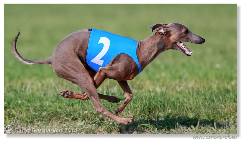 Preteky chrtov - Hounds Racing - Bratislava - 2014