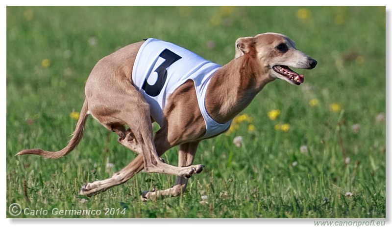 Preteky chrtov - Hounds Racing - Bratislava - 2014