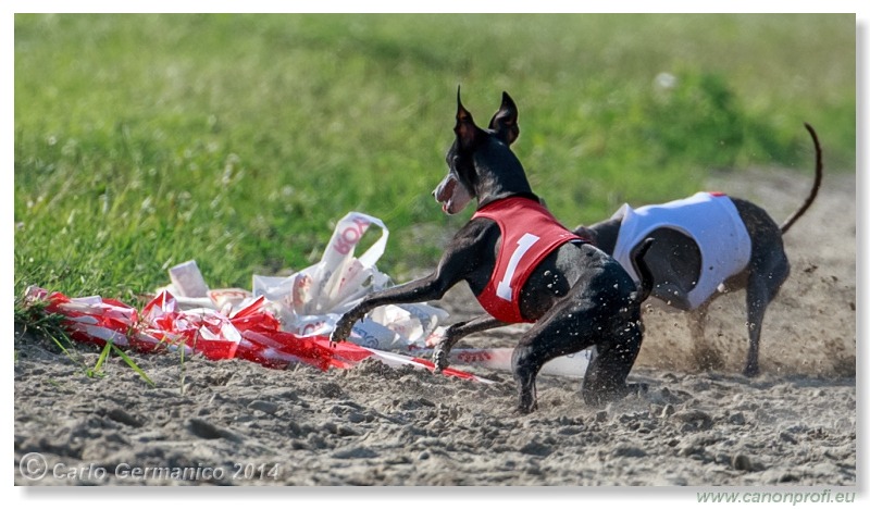 Preteky chrtov - Hounds Racing - Bratislava - 2014