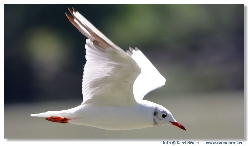   Red Bull Exhibition Bratislava 2008